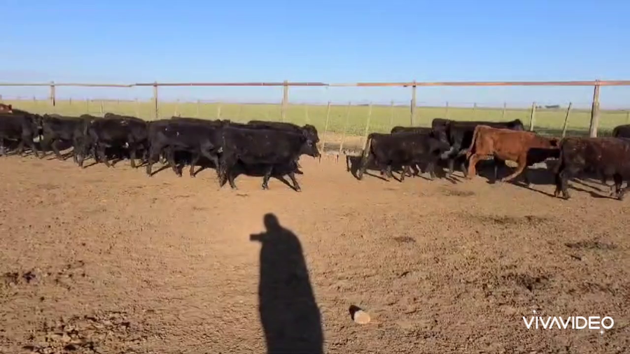 Lote 260 Terneras en Tres Algarrobos, Buenos Aires