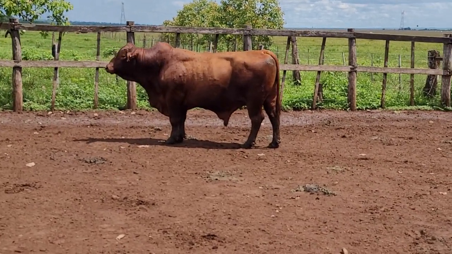 Lote Toros T. Brangus Colorado a remate en Remate de Reproductores, Asunción
