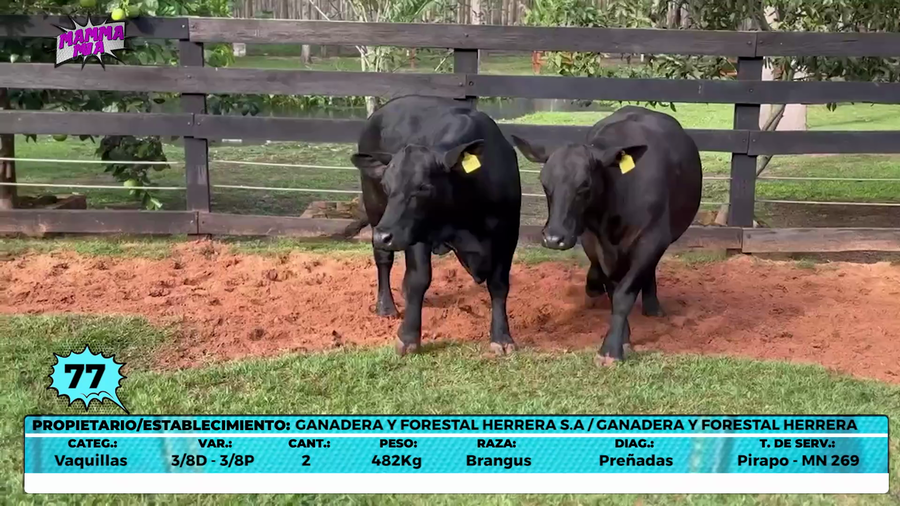 Lote LOTE 77- EN VIVO