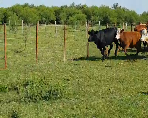 Lote 20 Vaquillonas en Esquina, Corrientes