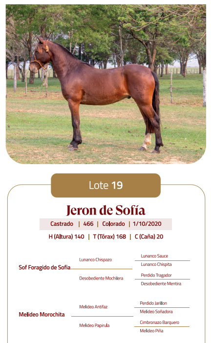 Lote LOTE 19