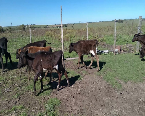 Lote Terneros y terneras
