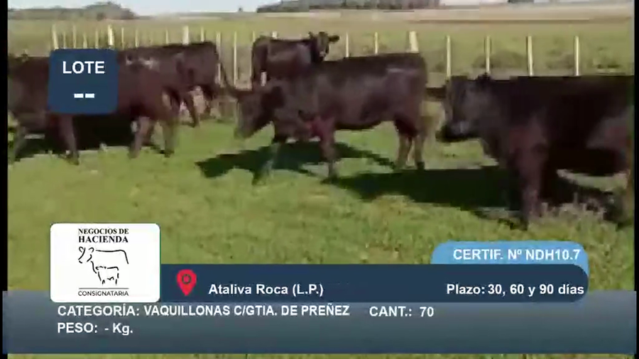 Lote 70 Vaquillonas C/ gtia de preñez en La Pampa, Ataliva Roca