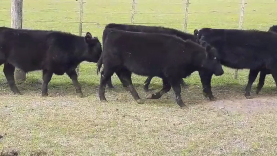Lote 110 TERN. MACHOS Y HEMBRAS, AYACUCHO, BS. AS.