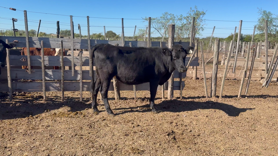 Lote 10 Vaquillonas Cruzas en San Cristobal, Santa Fe