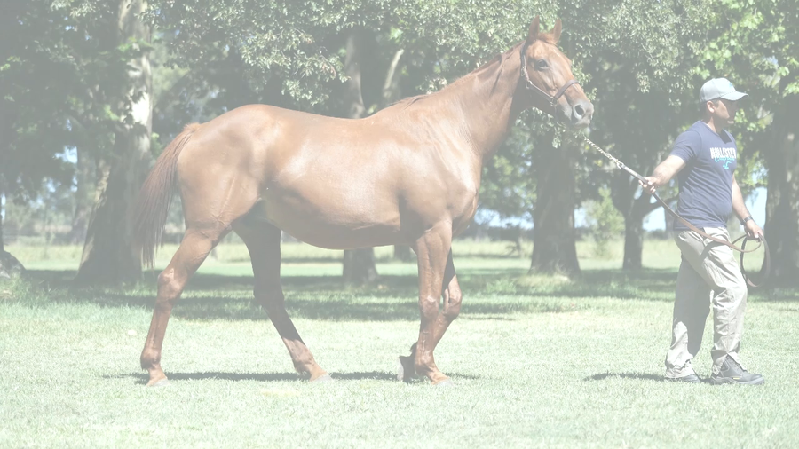 Lote GUINEVERE (PERFECTPERFORMANCE -  GUALICHA)  preñez de GIDU