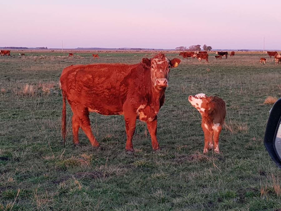 Lote 25 Vacas nuevas en Benito Juárez, Buenos Aires