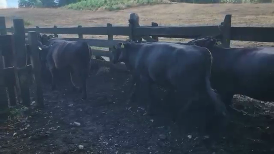 Lote 22 Vaquilla Engorda en Los Lagos, XIV Región Los Ríos