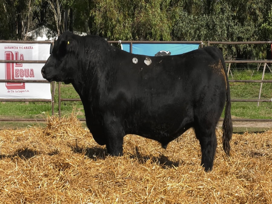 Lote TOROS ANGUS PP