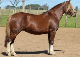 Lote MANCHITA 282 DE LA CASILLA