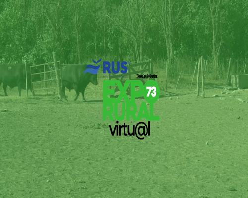 Lote TOROS PUROS DE PEDIGREE ANGUS