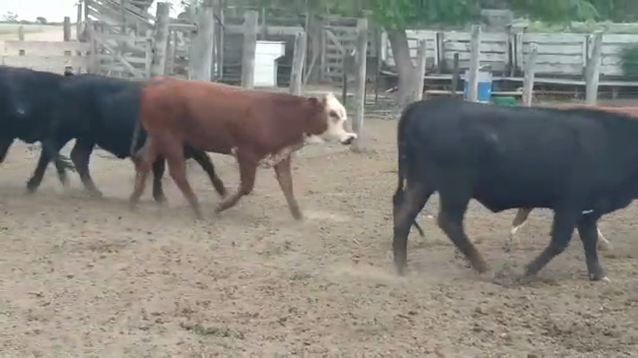 Lote 45 Vaquillonas en Vilelas, Santiago del Estero