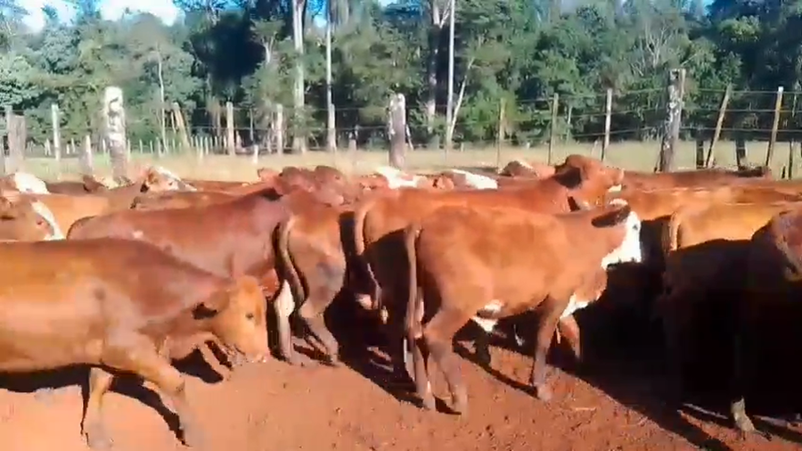 Lote 60 Novillos en Misiones, Puerto Esperanza