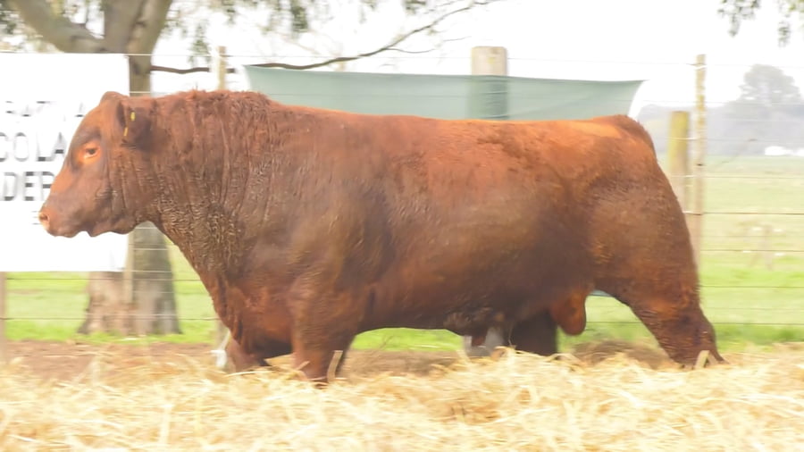 Lote TOROS PUROS POR CRUZA