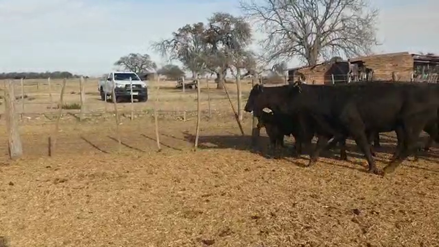 Lote 37 Vacas C/ cria Brangus en Las Varillas, Córdoba