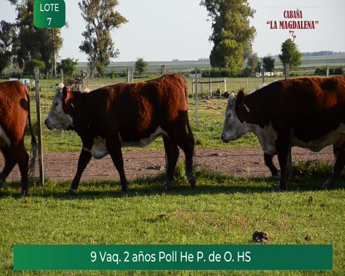 Lote 9 VAQUILLONAS  POLLED HEREFORD PURO de ORIGEN HS