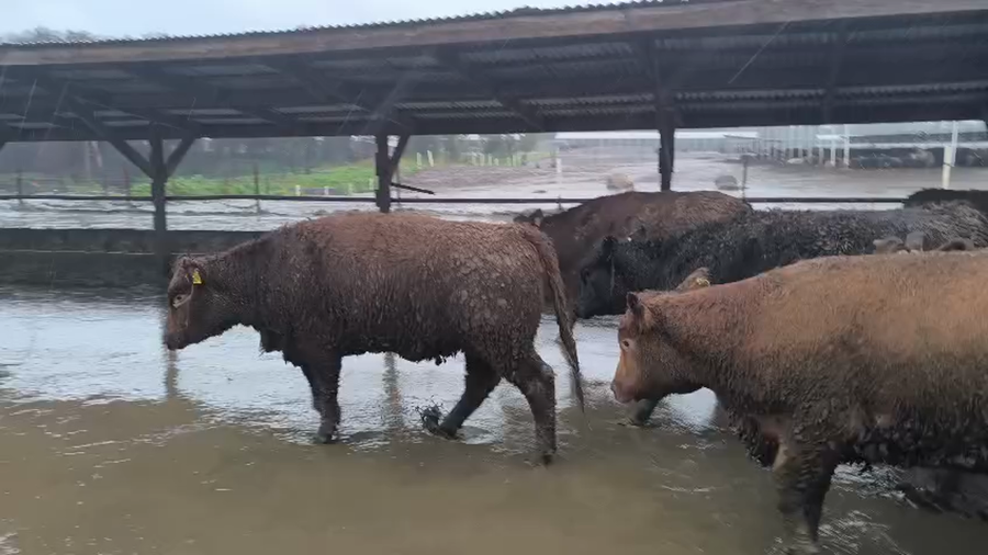 Lote 20 Vaquilla Gorda en Los Ángeles, VIII Región Biobío