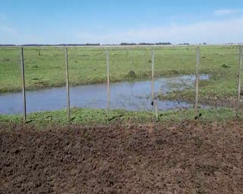 Lote 70 Terneros en Gral. Lamadrid, Buenos Aires