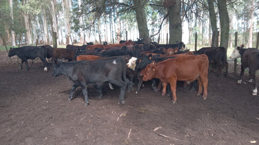 Lote Terneros