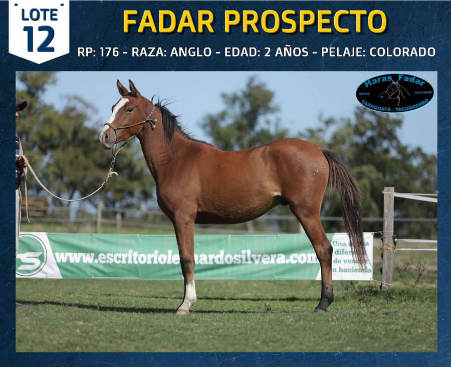 Lote FADAR PROSPECTO