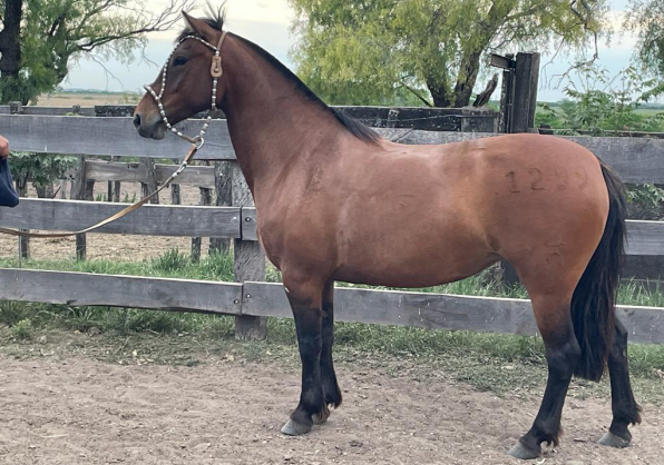 Lote PACIFICA ESCRITORA