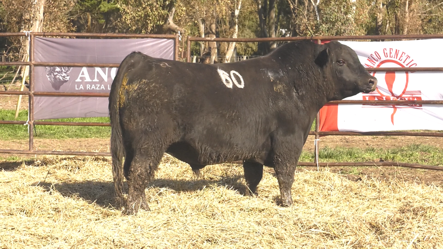 Lote TOROS ANGUS NEGROS  PC