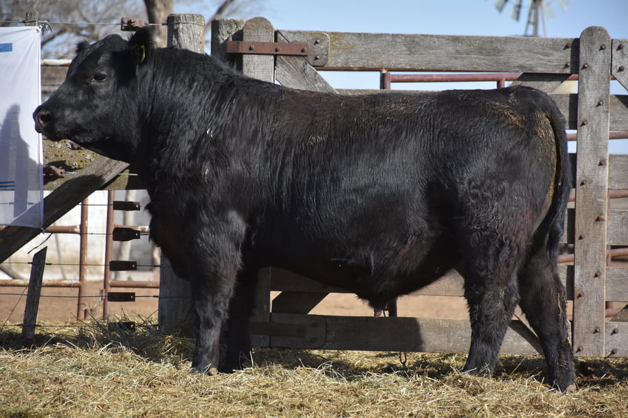 Lote TOROS (Corral 4)