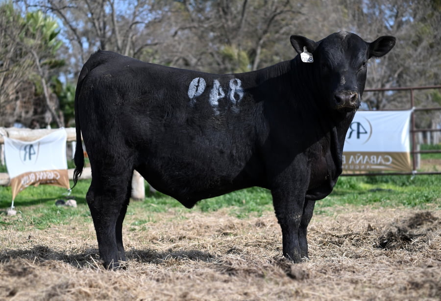 Lote TOROS PUROS DE PEDIGREE