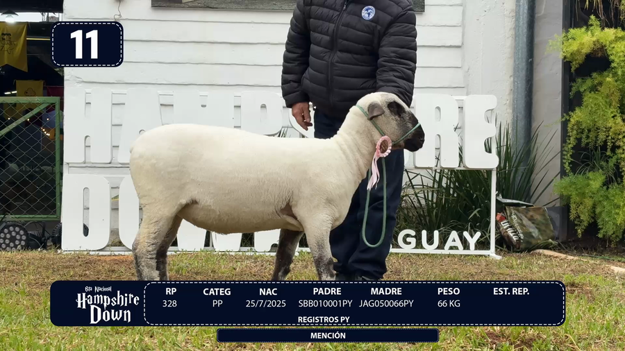 Lote LOTE 11