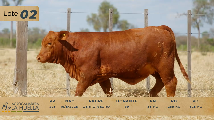 Lote LOTE 2