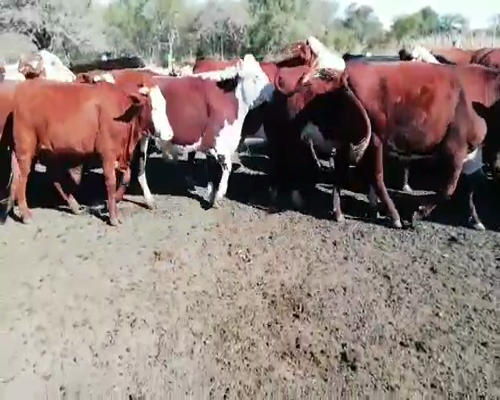 Lote 21 Novillos en Villaguay, Entre Ríos