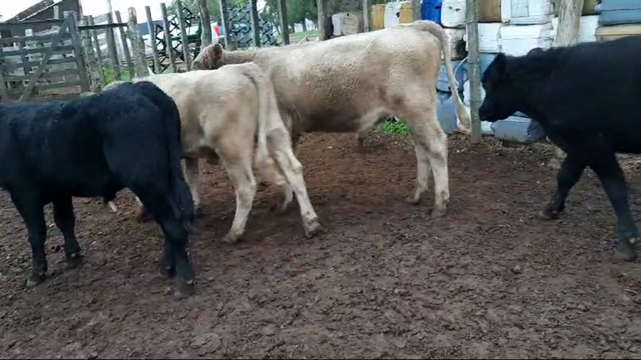 Lote (Vendido)14 Terneros Angus y Cruzas a remate en 10º Subasta - CAB  191kg -  en Viboras