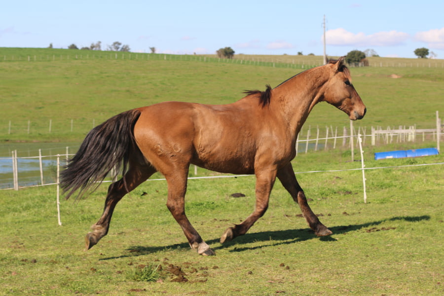 Lote YO SOLITO DEL CONVENTOS