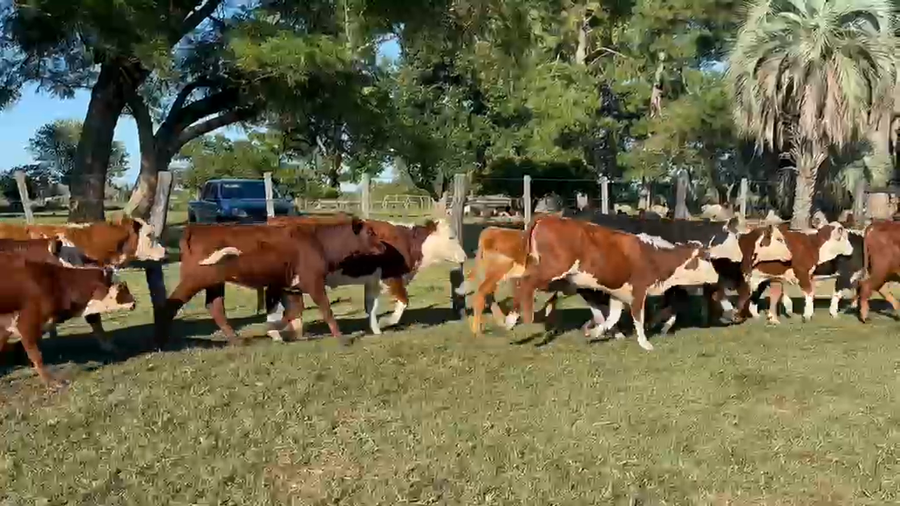 Lote 75 Terneros/as en Corrientes, Goya