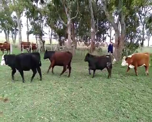 Lote 11 Terneros en Benito Juárez, Buenos Aires