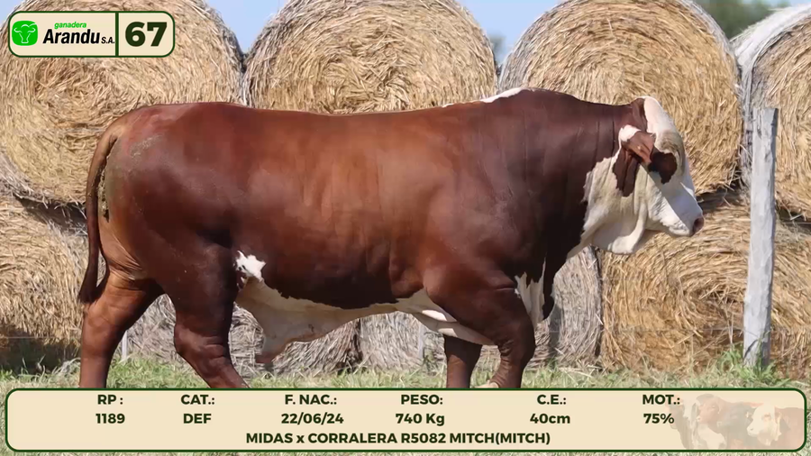 Lote LOTE 67