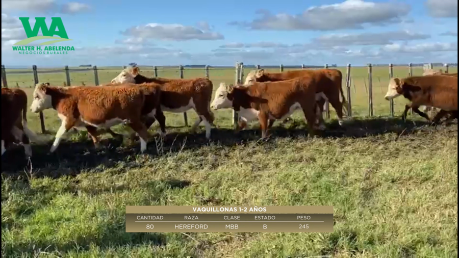 Lote Vaquillonas 1-2 años