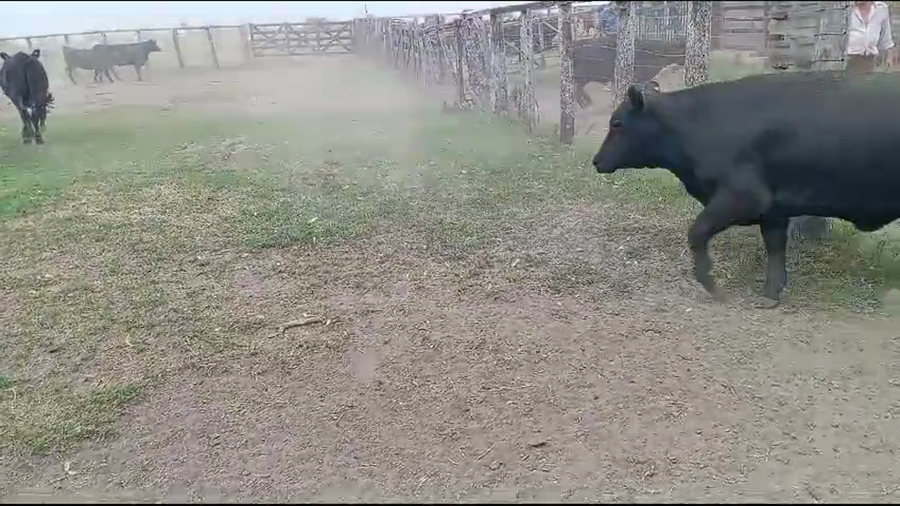 Lote 110 Vaquillonas C/ gtia de preñez