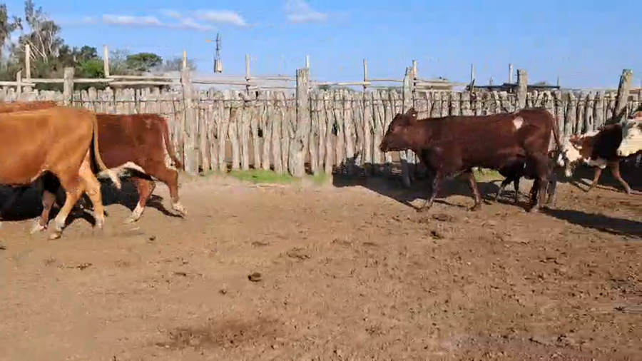 Lote 33 Vaquillonas con cría