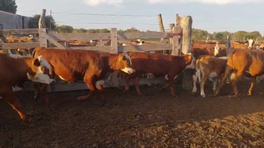 Lote 400 Terneros/as en Corrientes, Curuzú-Cuatiá