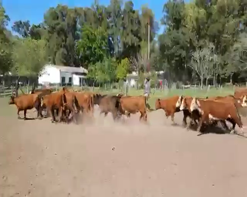 Lote 35 Terneras en Azul, Buenos Aires