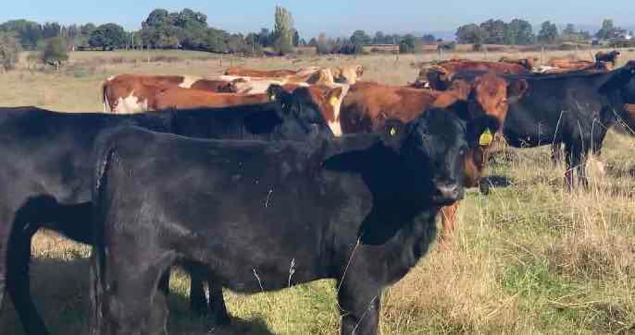 Lote 80 Vaquilla Engorda en Río Bueno, XIV Región Los Ríos