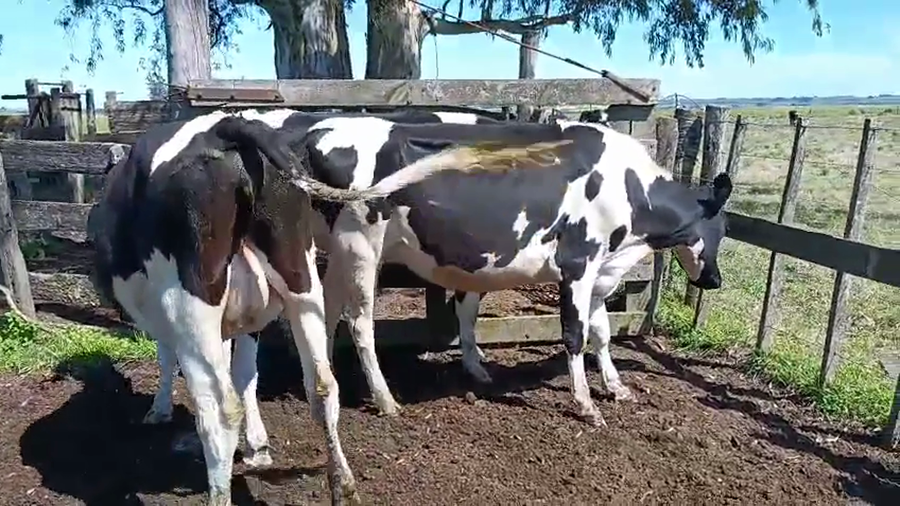 Lote 3 Vaquillonas  a remate en Pantalla Camy 400kg - , San José