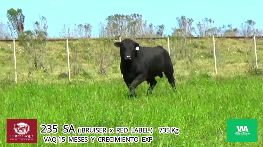 Lote Toros a remate en Angus el Rebenque  en Asociación Rural de Florida