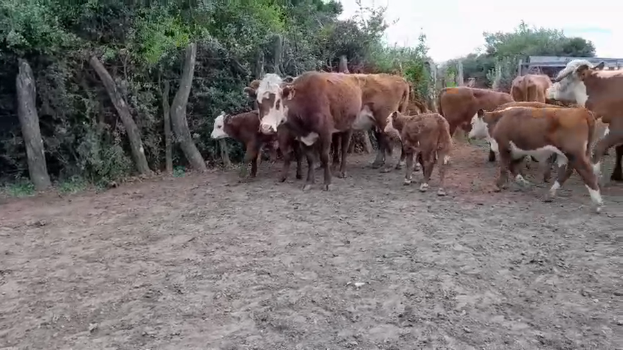 Lote 27 Vacas CUT con cría en Corrientes, Curuzu Cuatia