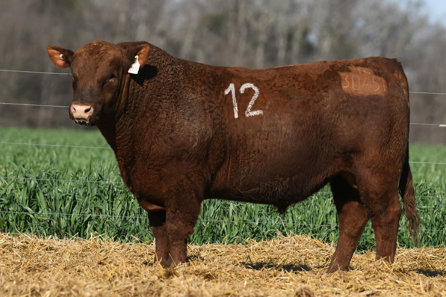 Lote TORO ANGUS PC