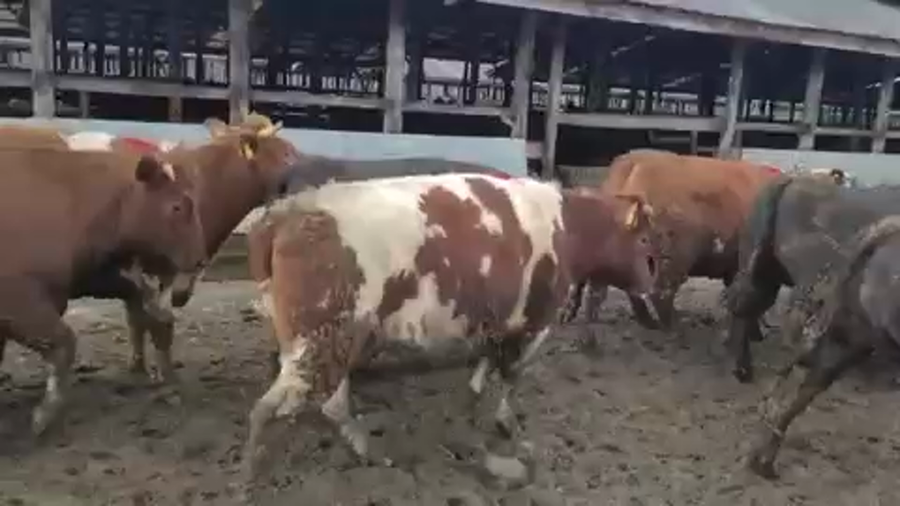 Lote 45 Vaquilla Gorda en Los Lagos, XIV Región Los Ríos