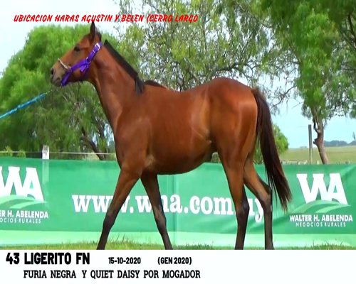 Lote LIGERITO FN