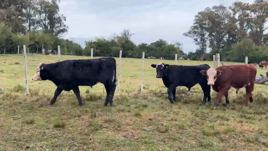 Lote TERNEROS