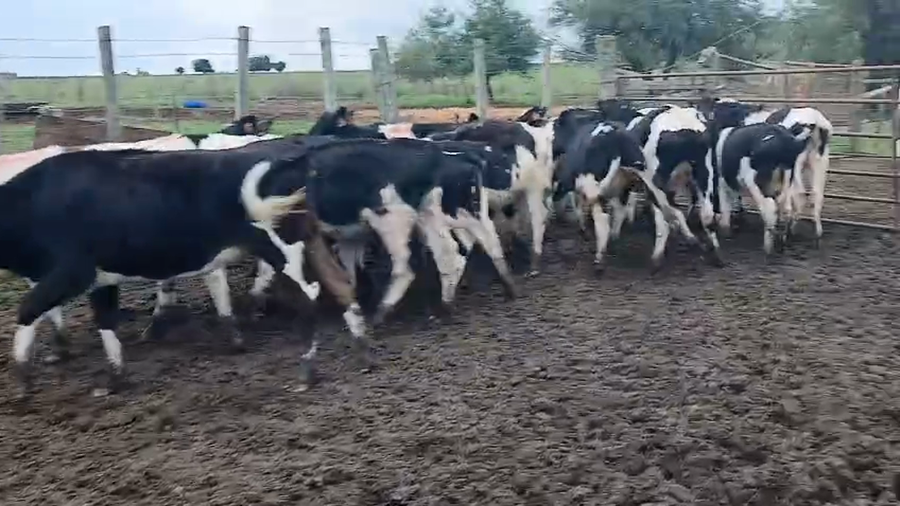 Lote 21 Terneros a remate en Pantalla Camy 150kg - , San José